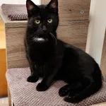 4539/107/24 Wiktor - data przyjęcia - 12.08.2024