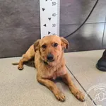 Przyjęty: 2024-08-12 Gmina: Żywiec Płeć: Pies Opis: mieszaniec, brązowy