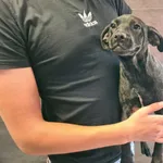 Przyjęty: 2024-08-13 Gmina: Libiąż Płeć: Suka Opis: mieszaniec, tricolor