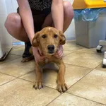 Nr: 349/2024 - Pies z Prochowice