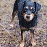 Znaleziono psa, Lublin, 28 listopada 2024