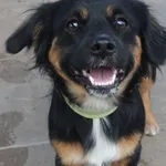 PIES Z INTERWENCJI 12.08.2024