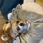 Samica chihuahua, raczej starsza, sierść karmelowa z białymi znakami.