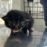 Nr: 356/2024 - Kot z Jawor