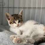 Nr: 354/2024 - Kot z Prochowice