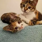 kotki HAKUNA i MATATA