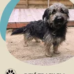 Pies do adopcji, Dąbrówka, 23 listopada 2025