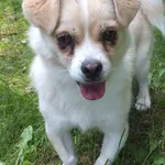 Liszka to suczka przywieziona w dniu 08.07.2024r z terenu gm. Pilawa, nieduża, kontaktowa, miła