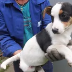 Sierpka to suczka, szczenię przywieziona 06.08.2024r z terenu gm. Sterdyń, kontaktowa, miła