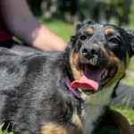 Imię: Tosia Chip: 616093902518473 Płeć : Samica Wiek: Styczeń 2022 Wielkość: średnia Kastracja/sterylizacja: Tak Inne Psy: Akceptuje towarzystwo suczek i psów. Dzieci: W wieku szkolnym Charakter: Spok