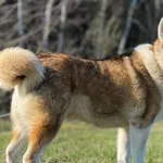 Imię: Aśka Chip: 616093902518606 Płeć : Samica Wiek: Styczeń 2018 Wielkość: Duży Kastracja/sterylizacja: Tak Inne Psy: Akceptuje towarzystwo suczek i psów. Dzieci: W wieku szkolnym Charakter: Spokojny