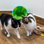 Szczypiorek i Histeria rezerwacja