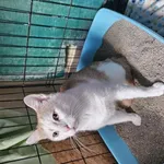 Kot do adopcji, Choszczno, 24 lipca 2024