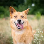 Przyjazny rudy Lisek szuka kochającego domu!