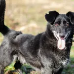 Pełen energii, niskopodłogowy Patyk szuka domu!