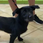 Nr: 389/2024 - Pies z Żarów