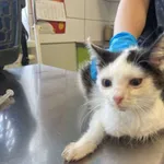 Nr: 390/2024 - Kot z Marciszów