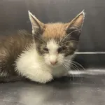 Nr: 397/2024 - Kot z Prochowice