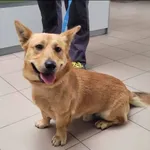 Znaleziono psa, Grudziądz, 23 sierpnia 2024