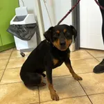 Nr: 387/2024 - Pies z Prochowice