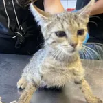 Nr: 391/2024 - Kot z Marciszów