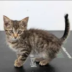 Znaleziono kota, Grudziądz, 22 sierpnia 2024