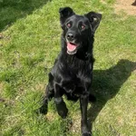 Znaleziono psa, Lublin, 21 sierpnia 2024