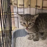 Nr: 388/2024 - Kot z Fundacja Mam Pomysł