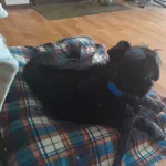 w czwartek 22.08., na Zjazdowej znaleziono błąkającego się pieska.