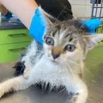 Nr: 394/2024 - Kot z Marciszów