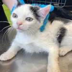 Nr: 393/2024 - Kot z Marciszów