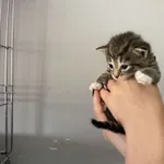 Nr: 401/2024 - Kot z Żarów