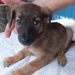 Somik to piesek przywieziony w dniu 06.08.2024r z terenu gm. Dziadkowice, szczenię ,kontaktowy