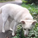 Wolf jest chory, ale czy to ma przekreślić go z szansy na dom? Chłopak choruje na padaczkę, jednak dzięki dobrze dobranym lekom - ataki w ostatnim czasie nie zdarzają się w ogóle. Wolf musi zaufać now