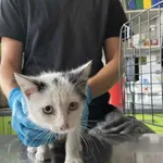 Nr: 398/2024 - Kot z Świdnica Miasto