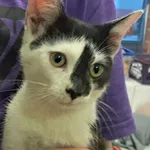 Kocurek poz. 24/534/K