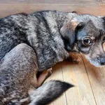 SUCZKA Z 2 SZCZENIAKAMI Z INTERWENCJI 23.08.2024