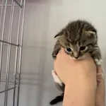 Nr: 402/2024 - Kot z Żarów