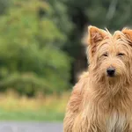 Imię: Loczek Chip: 616093902529848 Płeć : Samiec Wiek: Styczeń 2023 Wielkość: Średnia Kastracja/sterylizacja: Tak Inne Psy: Akceptuje towarzystwo suczek i psów. Dzieci: W wieku szkolnym Charakter: Bar