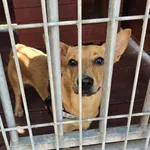 Pies do adopcji, Gorzów Wielkopolski, 15 listopada 2025