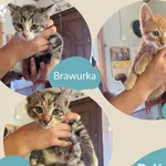 Bójka, Bajka i Brawurka