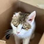 Kot do adopcji, Piła, 21 października 2023