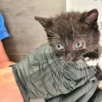 Przyjęty: 2024-09-02 Gmina: Brzeszcze Płeć: Kotka Opis: europejska, czarne z białym