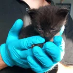 Nr: 421/2024 - Kot z Lubin Miasto