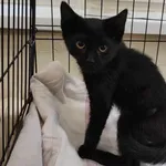 Kocurek poz. 24/552/K