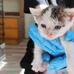 Kocurek poz. 24/555/K