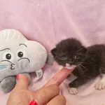 Blenderka rezerwacja