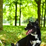 Pies do adopcji, Radom, 30 lipca 2024