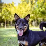 Pies do adopcji, Radom, 29 lipca 2024