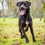 Pies do adopcji, Radom, 20 grudnia 2024